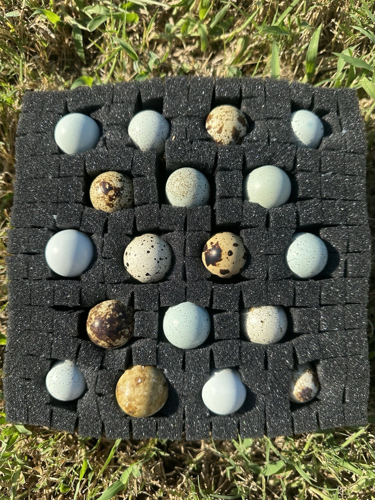 12+ Exotic Colors + Celadon Blue Coturnix Quail Hatching Eggs **Quick Shipping**