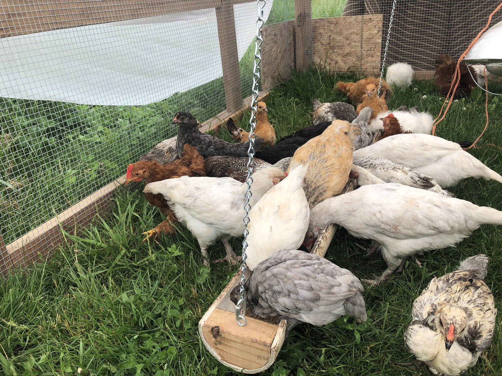 Hatching Eggs RAINBOW LAYERS / OLIVE EGGERS 10+2 NPIP Pure Breeds possible Dozen