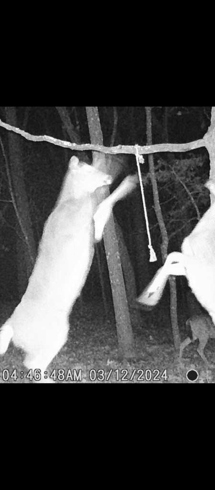 deer attractant Rope Kit! Free Shipping!