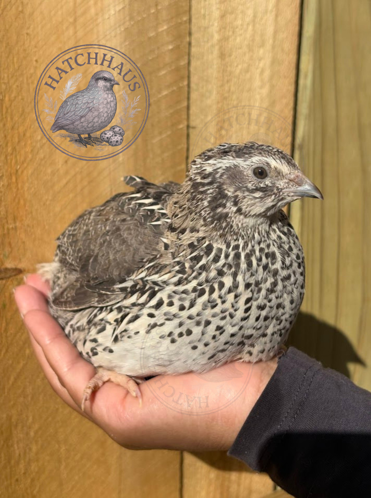 100 Assorted RARE COLORS Coturnix Quail Hatching Eggs - shipped in foam