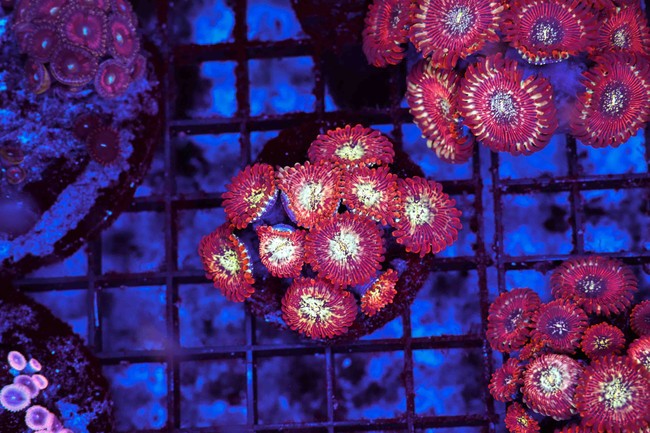 Mayhem Zoanthid Colony WYSIWYG - SAQ Coral Farm