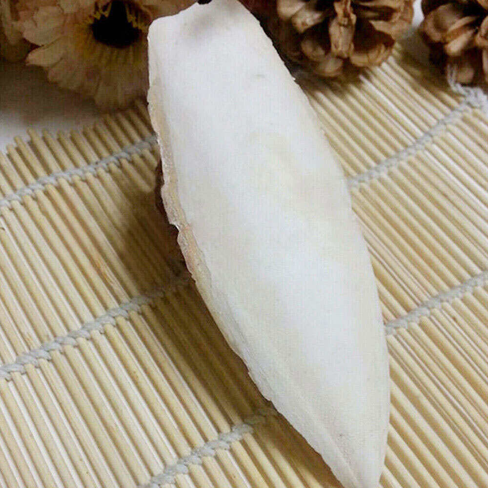 10-20Pc Cuttlebone for Birds Parrot Chewing Cuttle bone for Sharp Beaks 2.4-3.1"