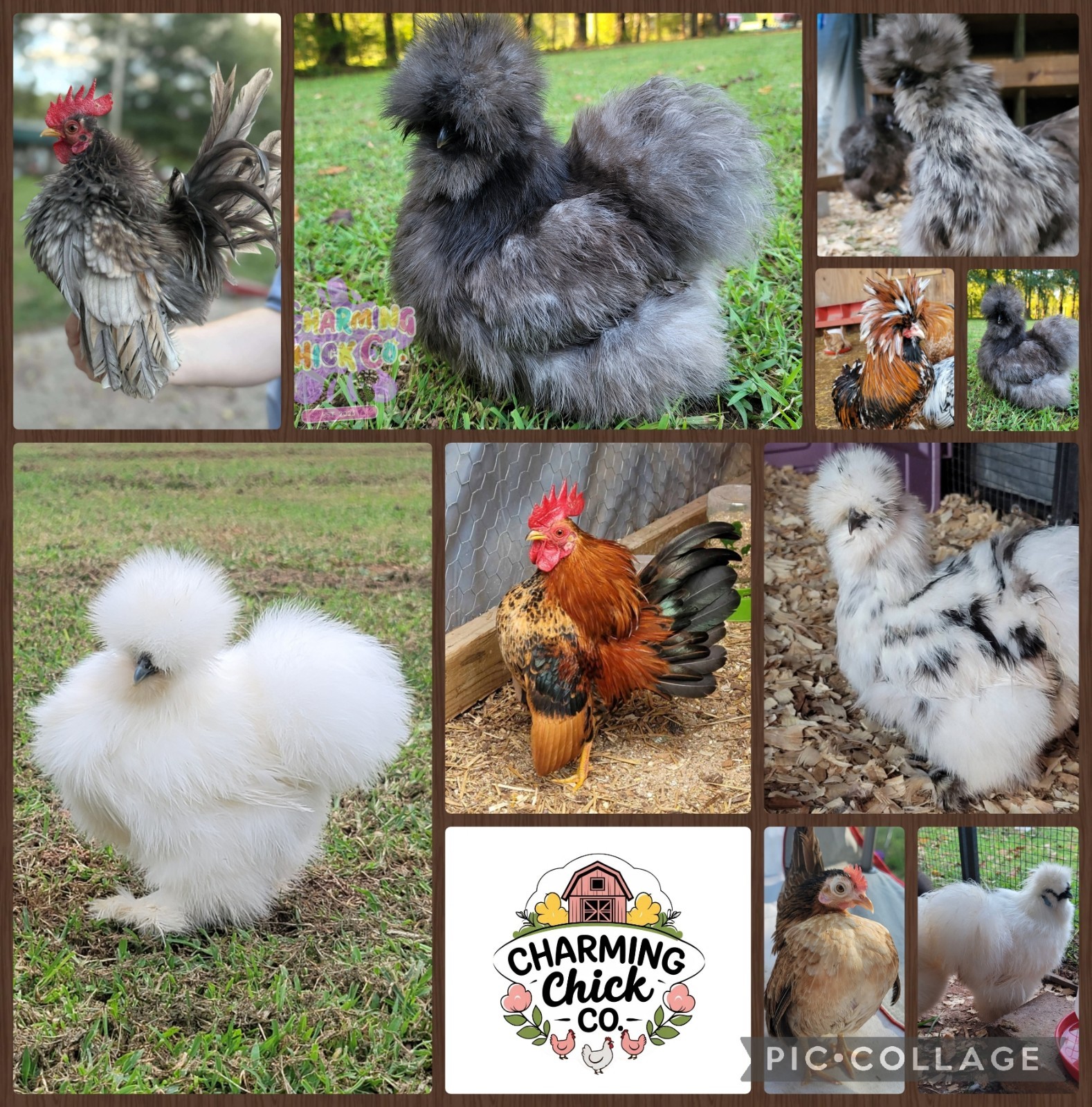 6+ Bearded Silkie Hatching Eggs