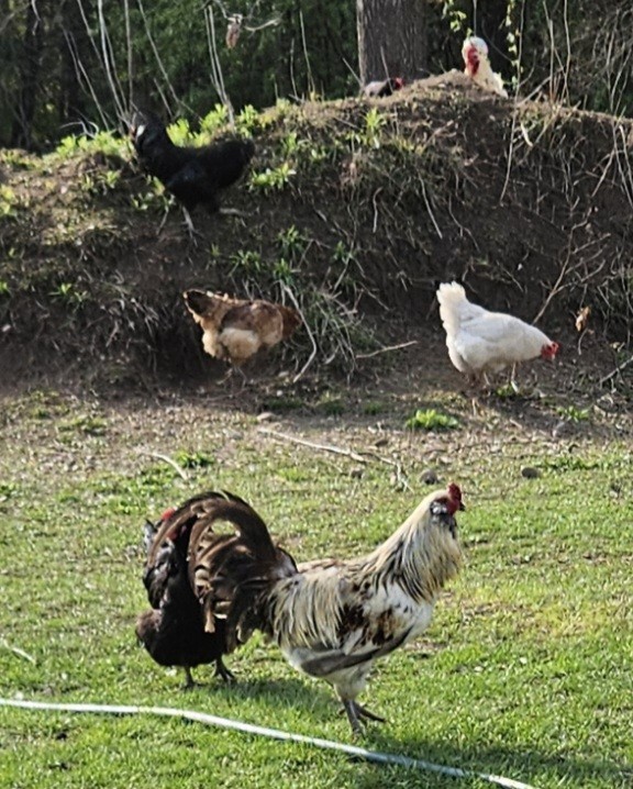 Barnyard Mix Hatching Eggs Assorted 12 Count