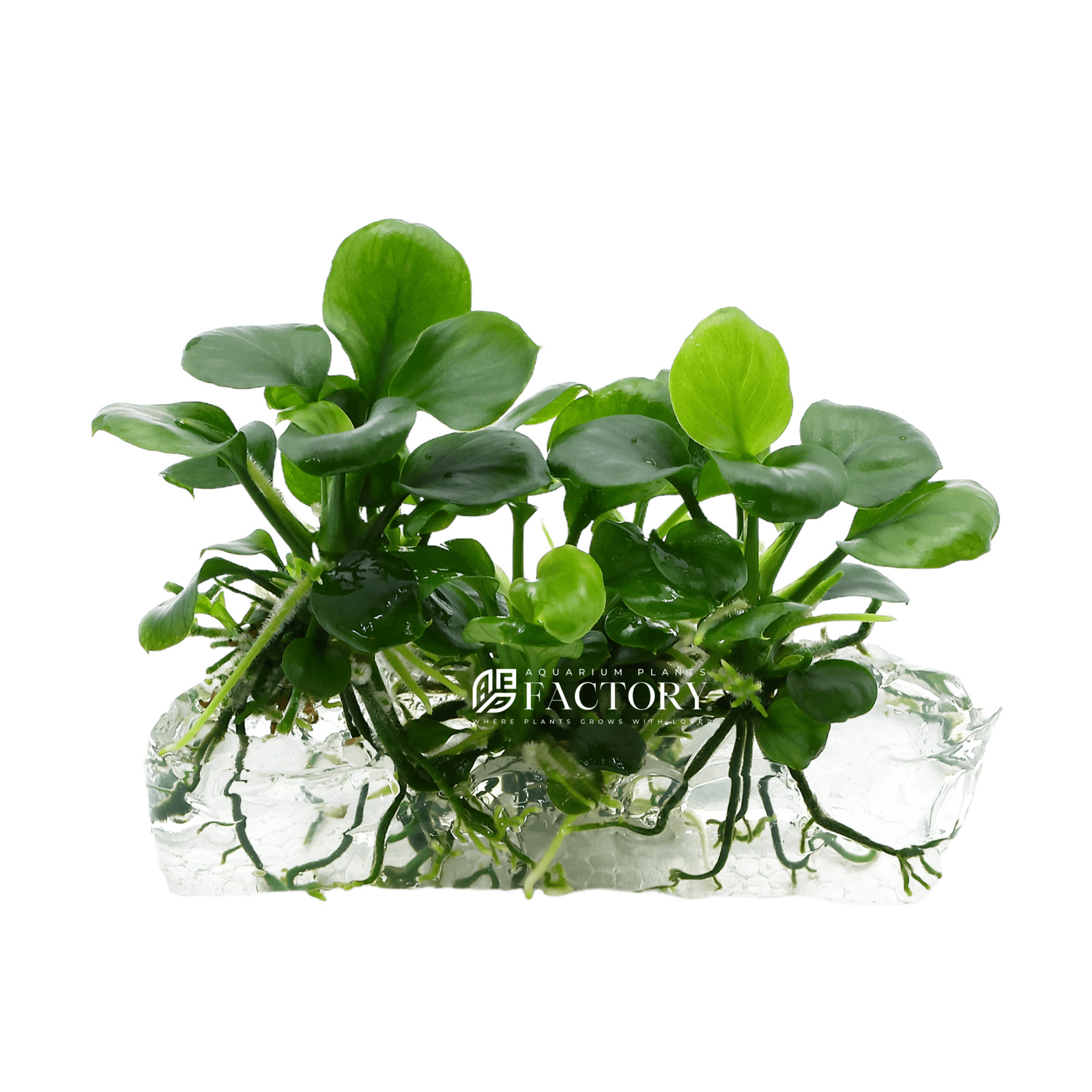 Anubias Round Golden Coin Tissue Culture APF Barteri Aquarium Plants Factory®