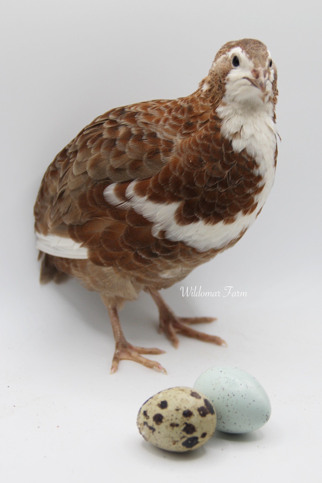 60+ Coturnix Quail Hatching Eggs