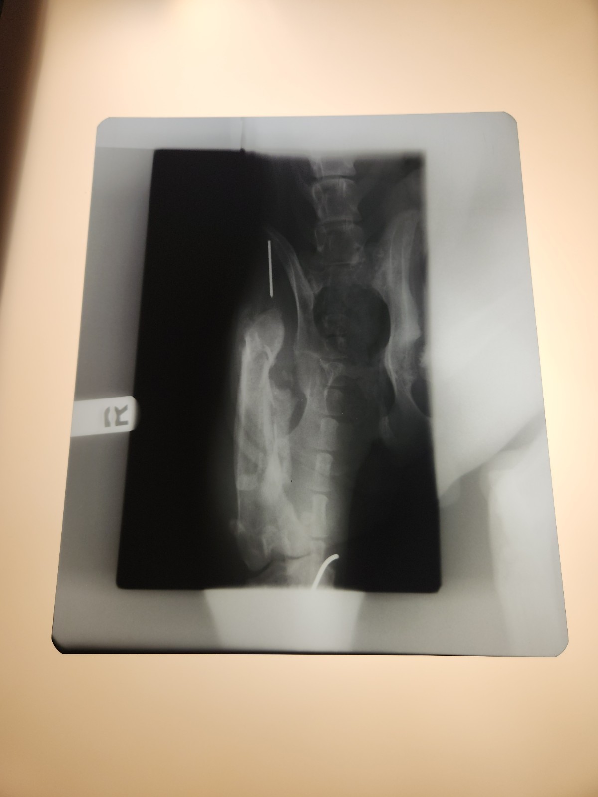 Animal X-Ray Film Negative Print - Canine Dog 12" x 10" XRay Medical Bones C19