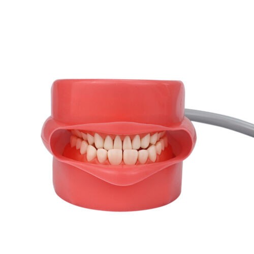Dental Teaching Head Mold Oral Simulation Simple Head Mold Student Practice Head