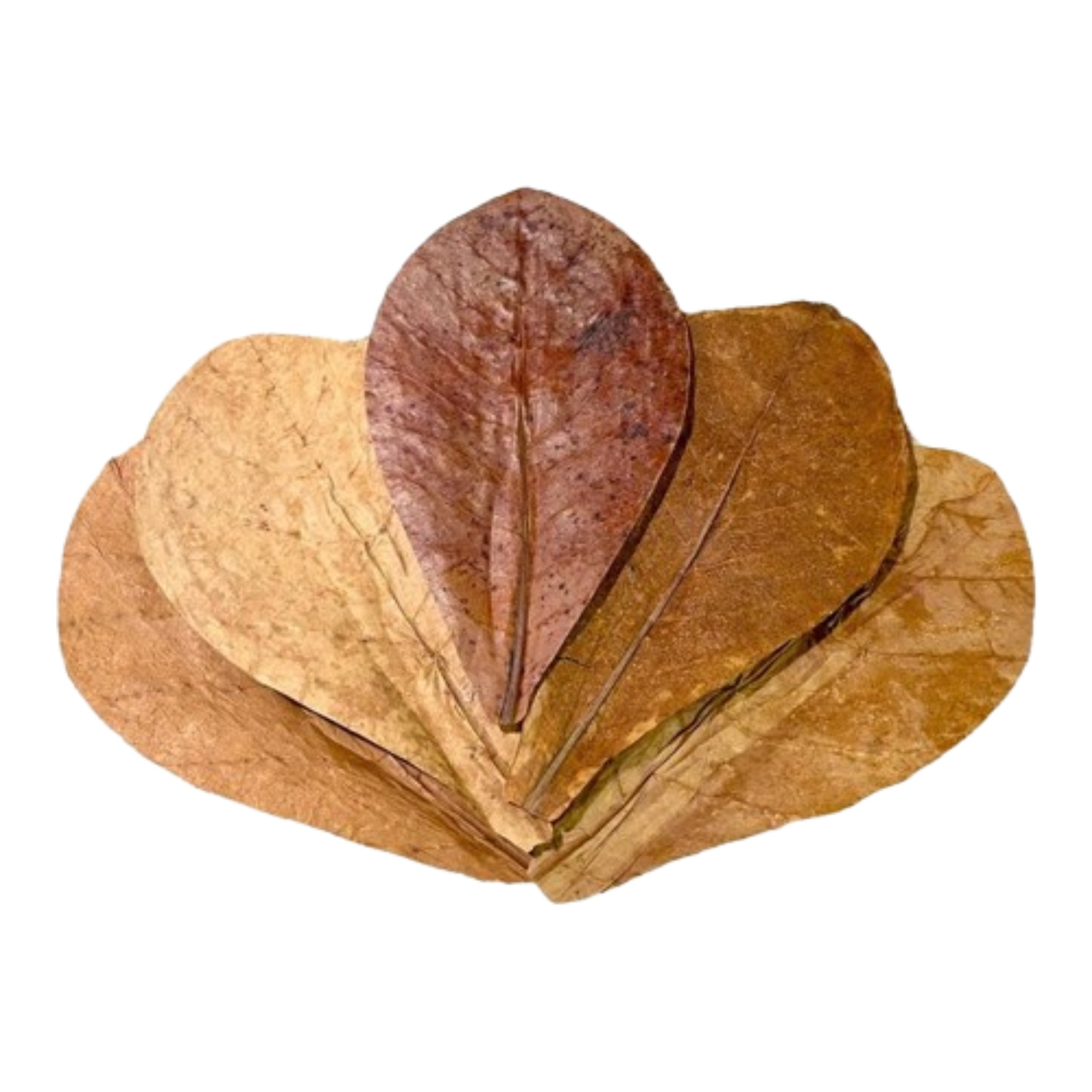 Sun Dried Indian ALMOND CATAPPA Ketapang Leaf Leaves,Betta Fish Aquarium (150 g)