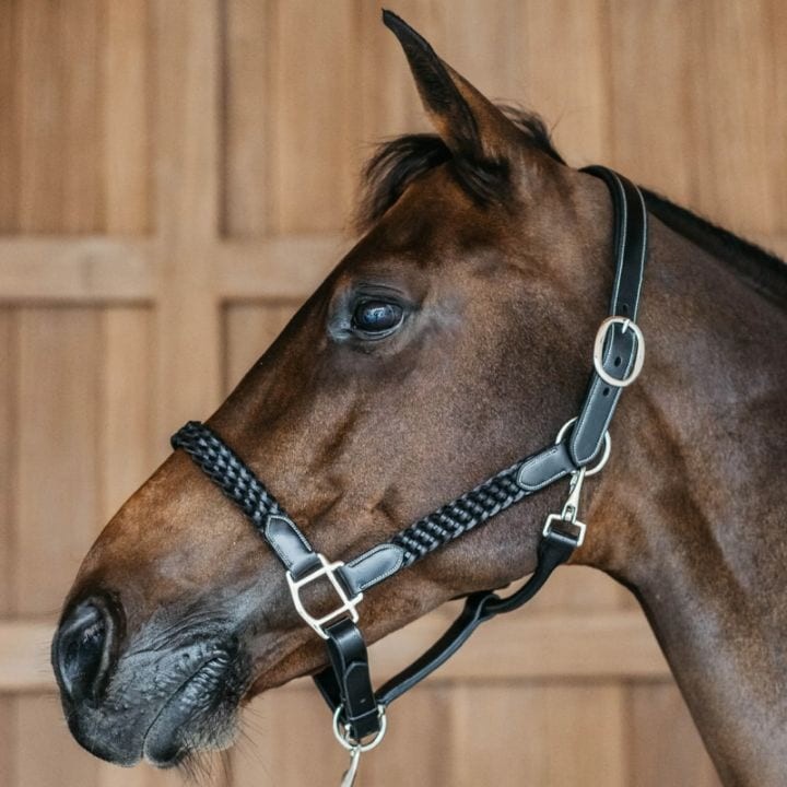 Dion WO Plaited Leather Halter