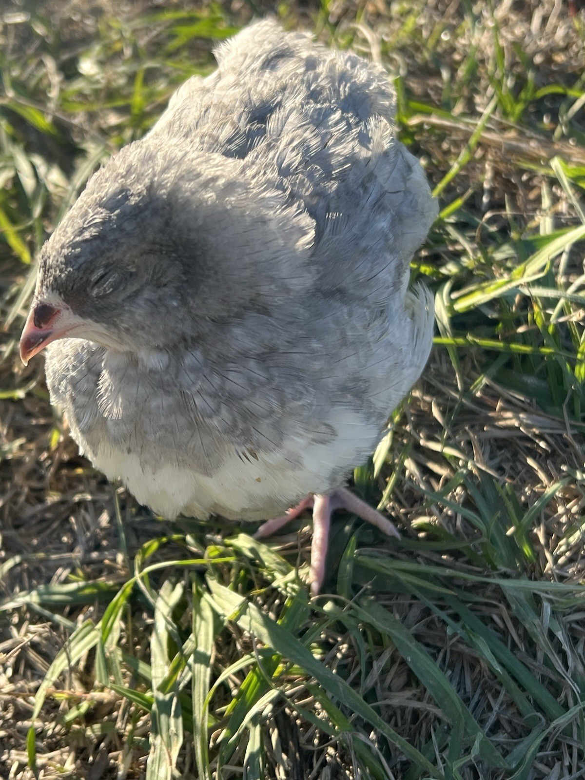 30 + mix count Coturnix hatching eggs