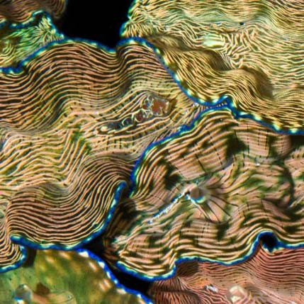 Aquacultured Derasa Clam - 2-1/2" (Tridacna Derasa) - ORA Chicago