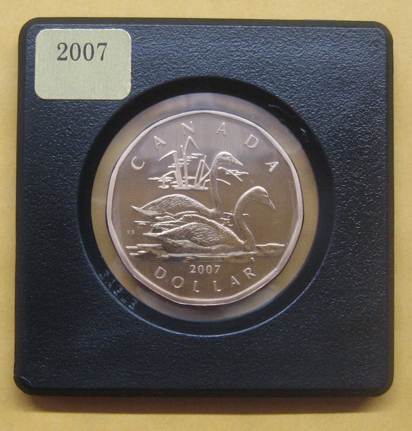 2007(M) Trumpeter Swan Loonie Specimen Take a Look