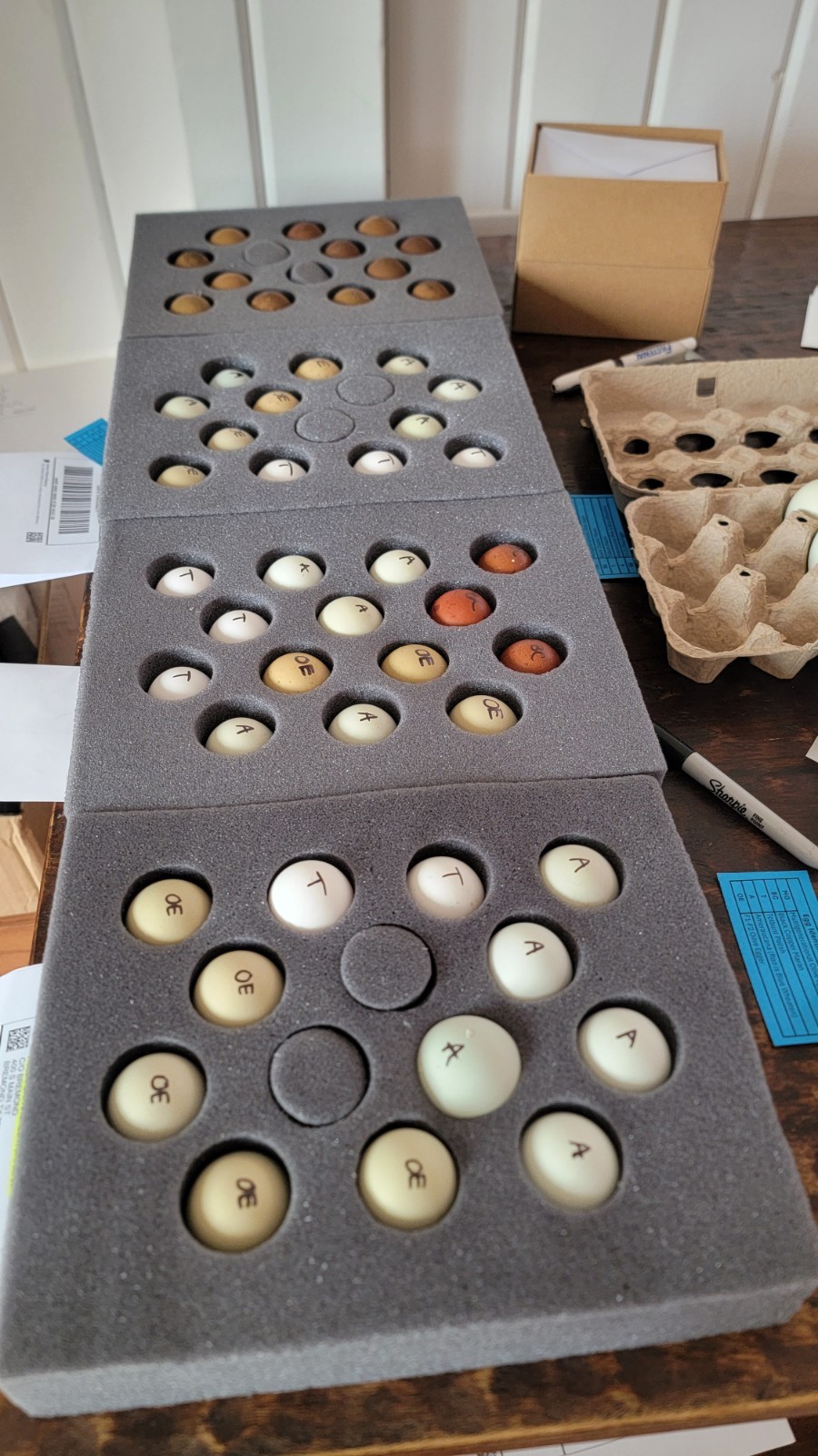 🥚✨ Tolbunt Polish Hatching Eggs – 1 dozen! ✨🥚
