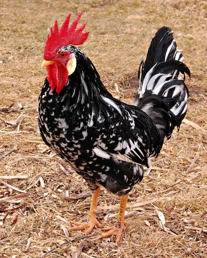12+ Exchequer Leghorn Hatching Eggs. Great Layers of White Eggs