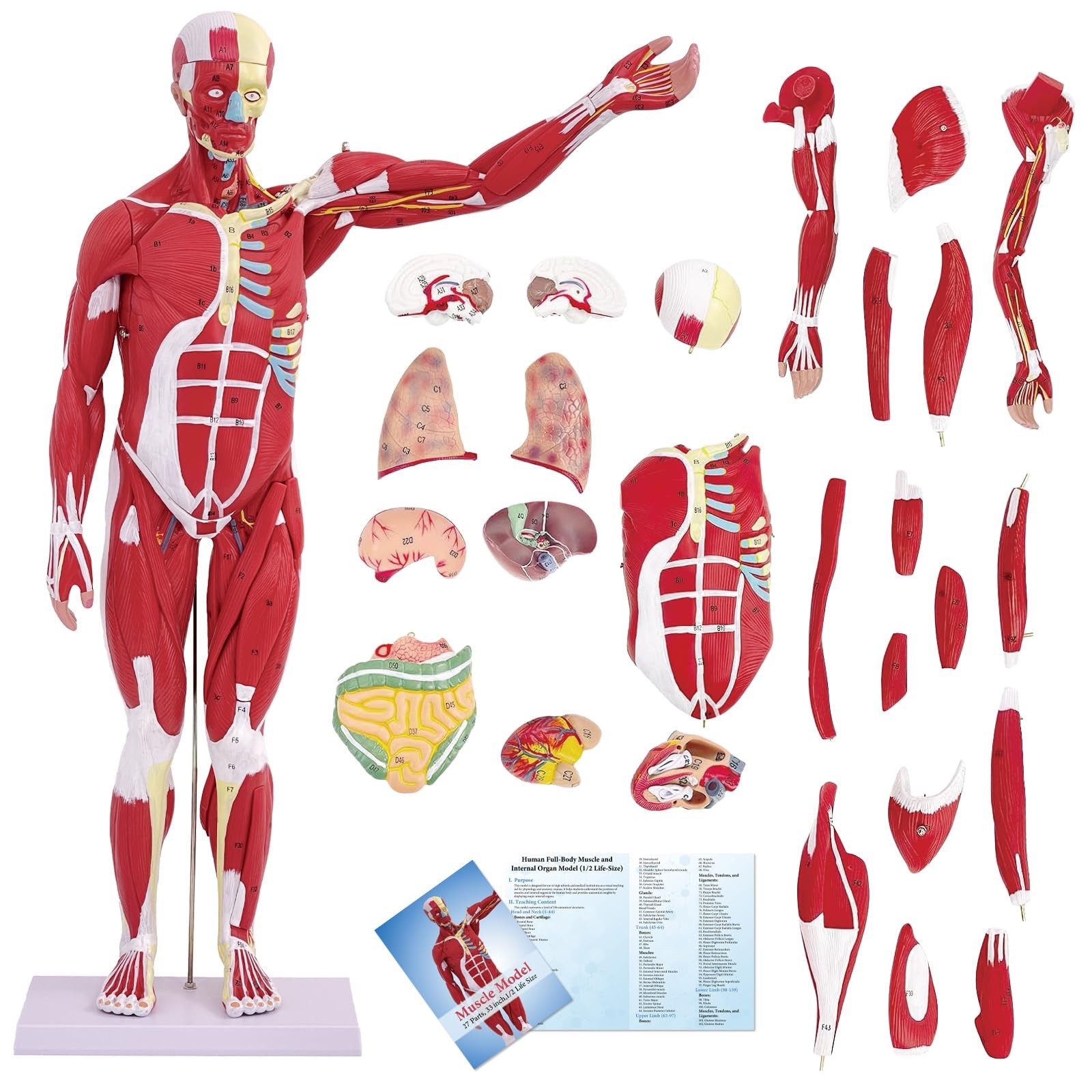 SFXYJ Human Anatomy Muscle Model, 27 Part 1/2 Life Size 33” Human Body