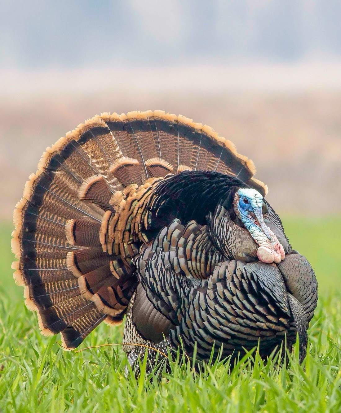 Turkey Hatching Eggs Rio Grande Half Dozen (6) 3 Day Priority Mail Pre-Order