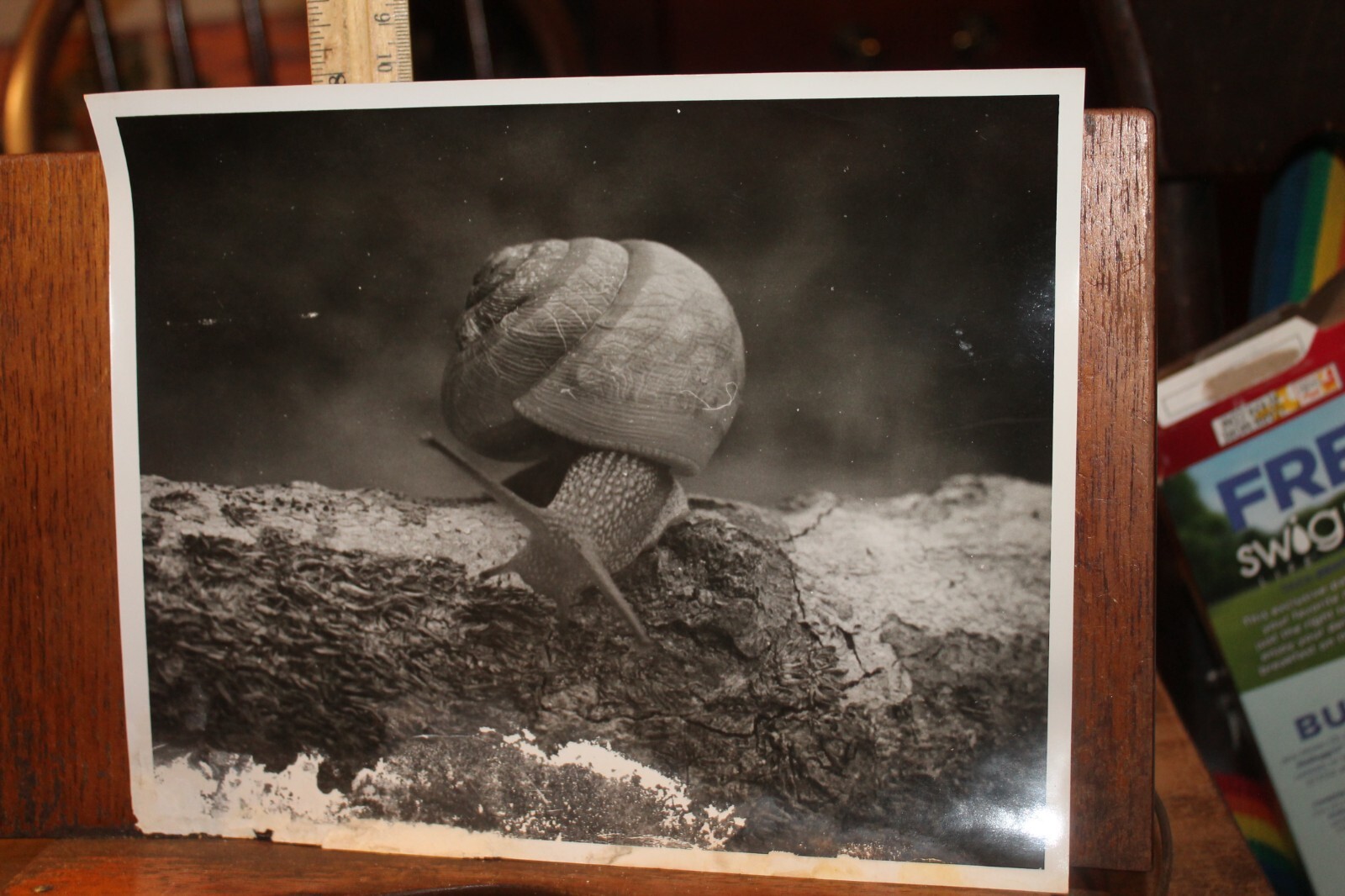 Vintage Photo Professional Art Photo Snail