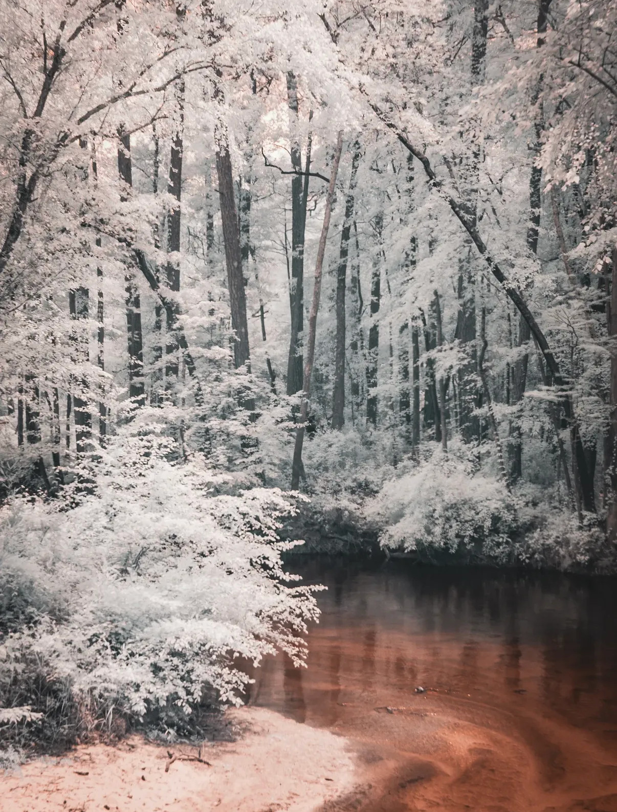 Infrared converted Camera Nikon D70 Full Spectrum