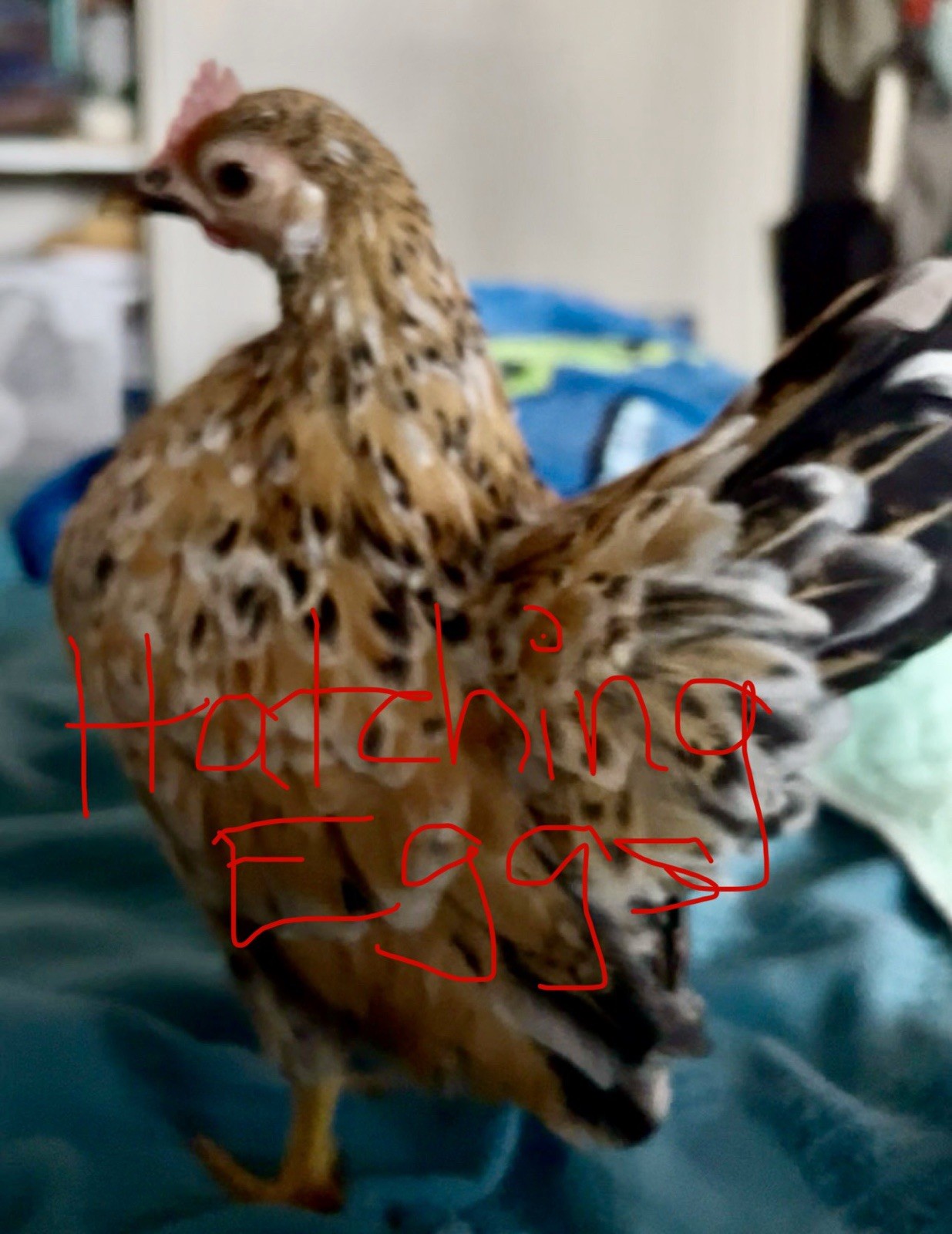 6 Mille Fleur Mottled Serama Hatching Eggs