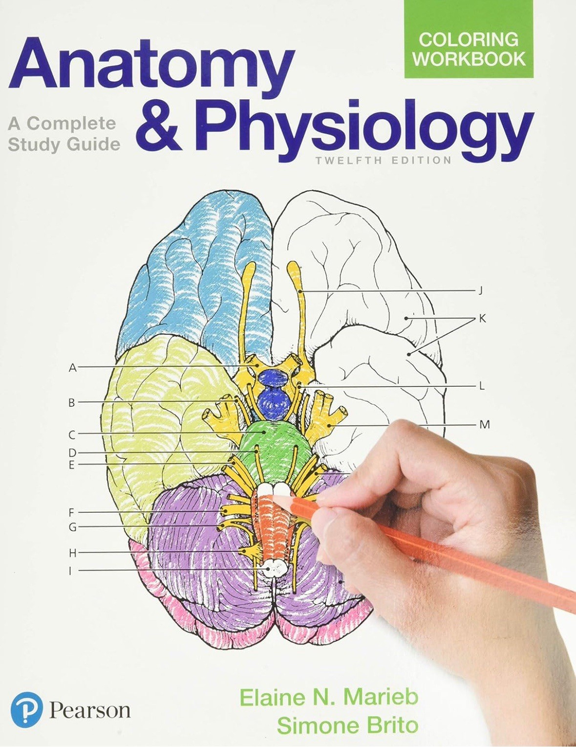Anatomy and Physiology Coloring Workbook : A Complete Study Guide by Elaine...