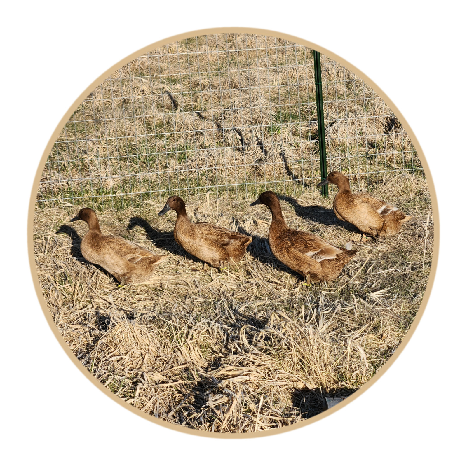 6++ Organically raised Welsh Harlequin Hatching Eggs. NPIP cert. 35-0909