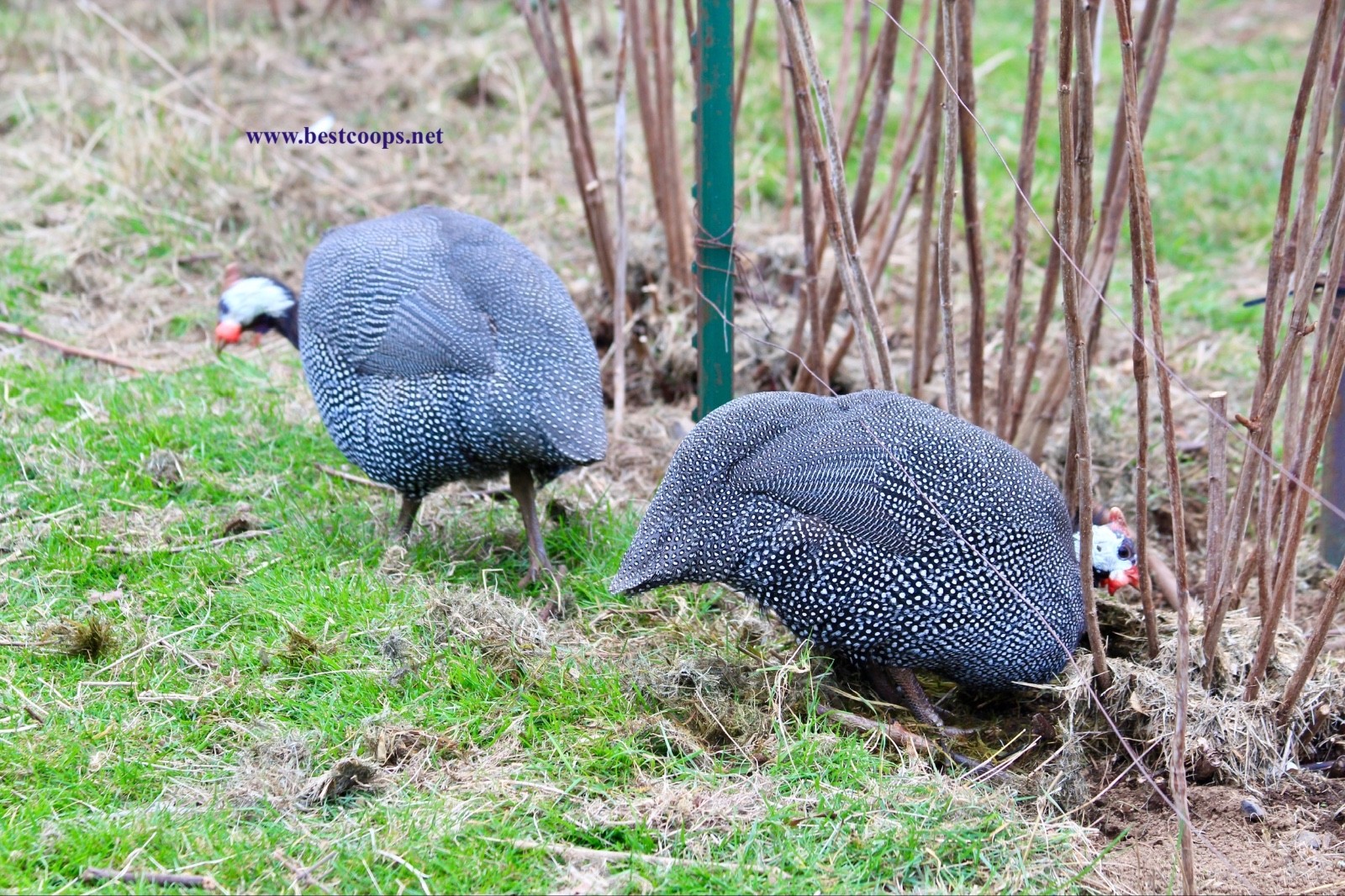 6+ Pearl Guinea Fowl Hatching Eggs