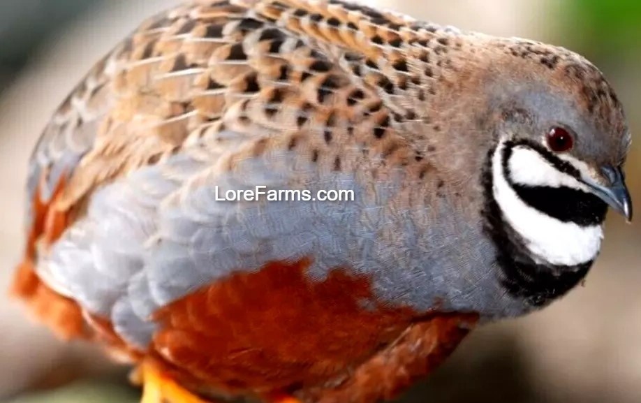 12 (+3EXT) ❤️LORE FARMS Button Quail Hatching Eggs Chinese Painted SPECIAL RARE