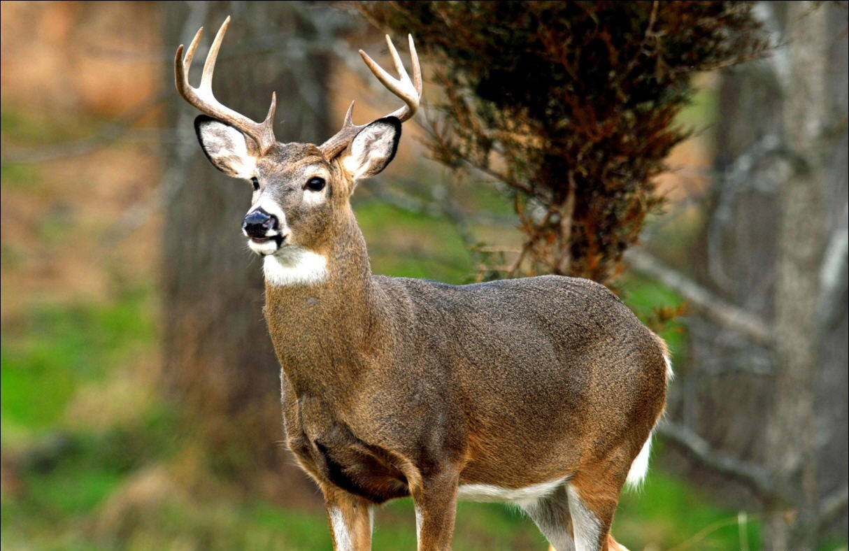 3 x Deer Antler Spray Velvet Extract