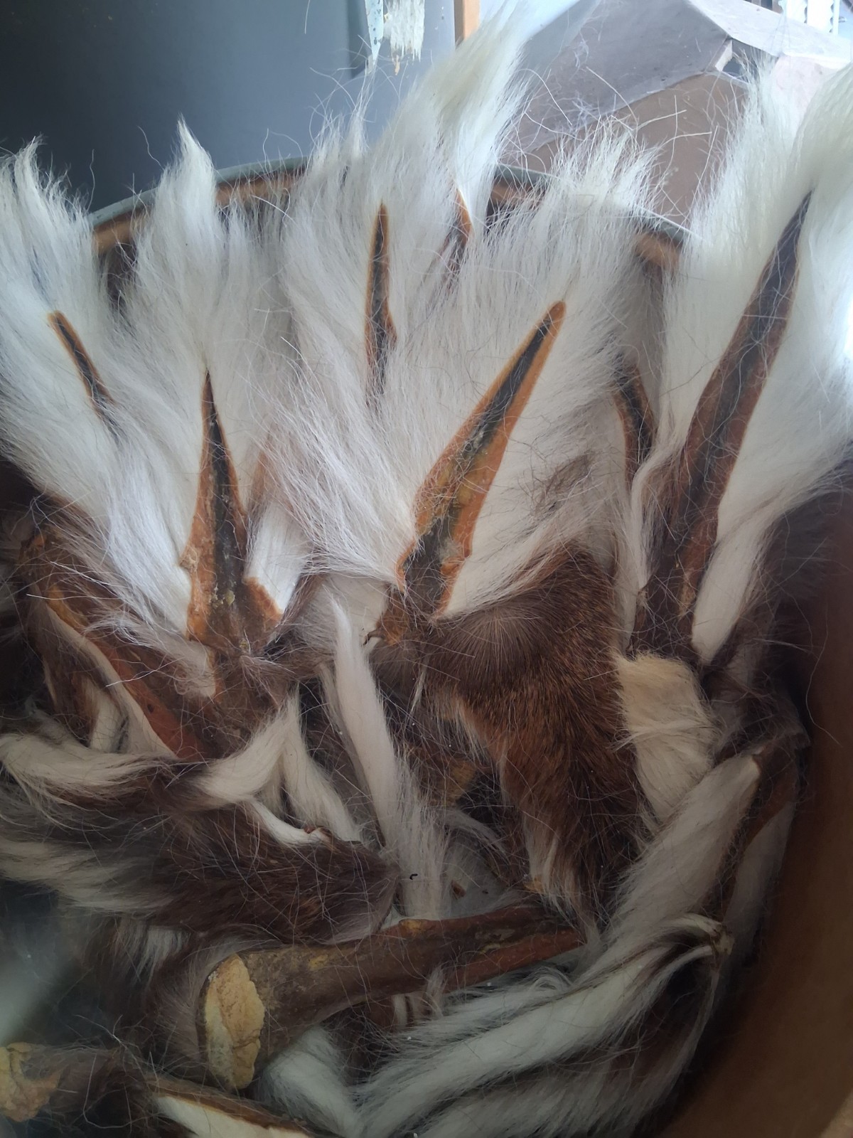 Deer Tails