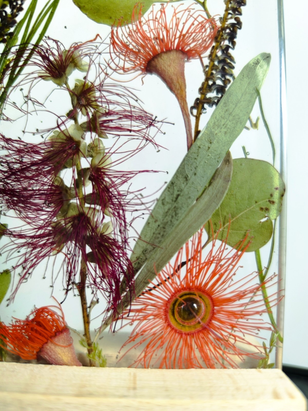 ustralia Nature Eucalyptus Flowers Night Light