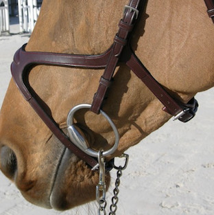 Dion X-FIT Bridle