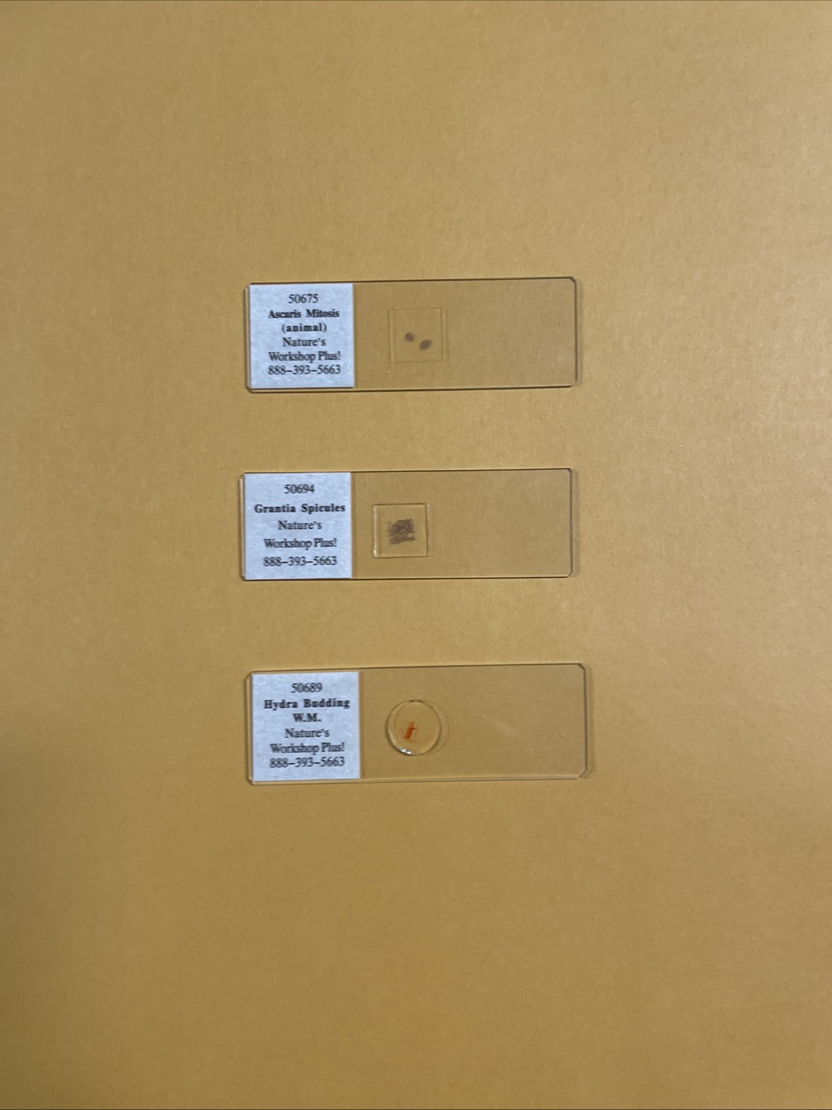 Slide Set for Exploring Creation with Biology - Nature’s Workshop Plus!