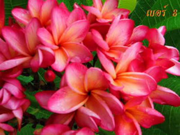Plumeria Seeds/Flowers/Plants/DangSom/Fresh 100 seeds