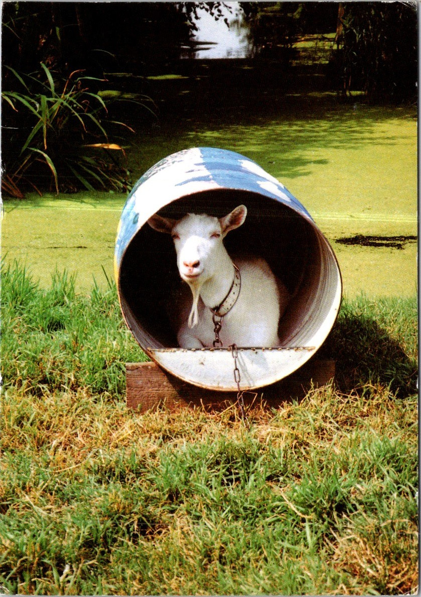 (1450) 31-8-2025 - Goat / Chèvre (Netherlands - Home)