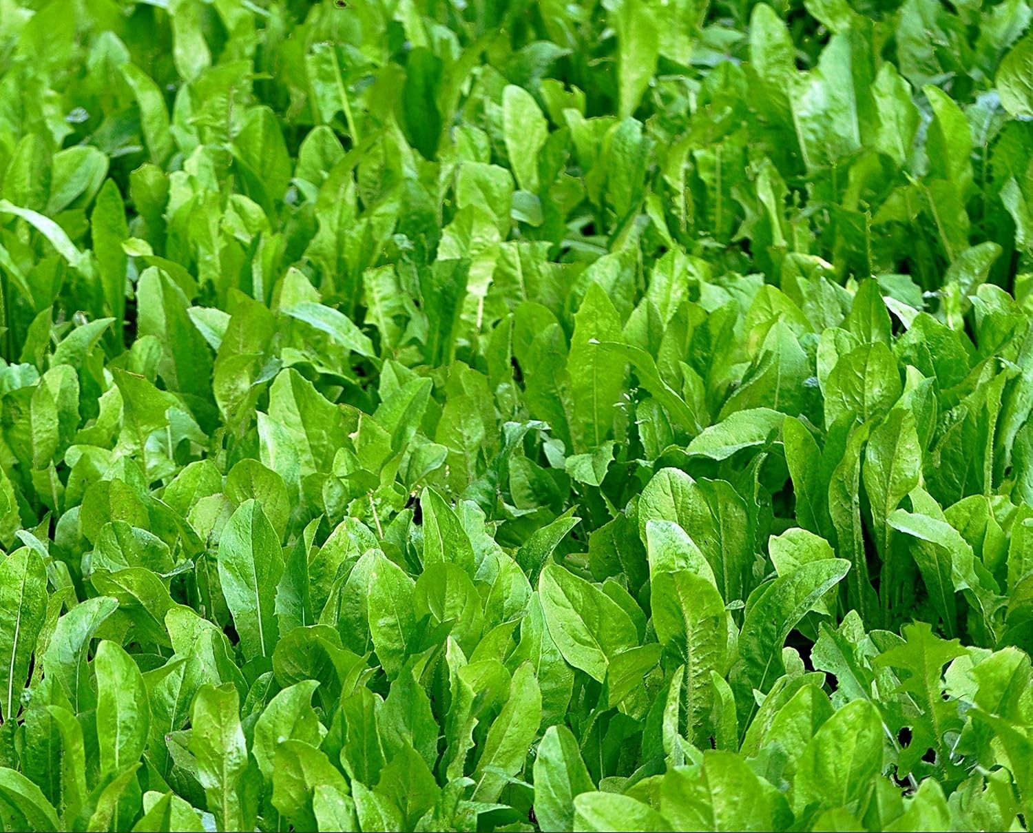 Deer Food Plot Seed with Antler-Building Protein