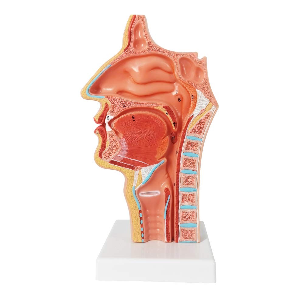 Life Size Nasal Oral Cavity Throat 1:1 Human Nasopharynx Laryngopharyngeal Na...