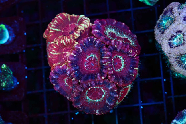 Asian Multi-Acan Colony WYSIWYG - SAQ Coral Farm