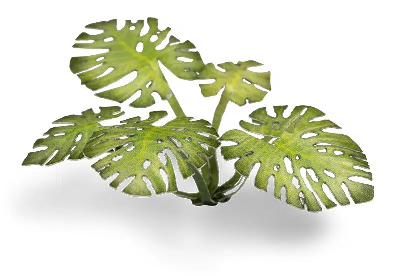 Gamers Grass: Laser Plants - Monstera