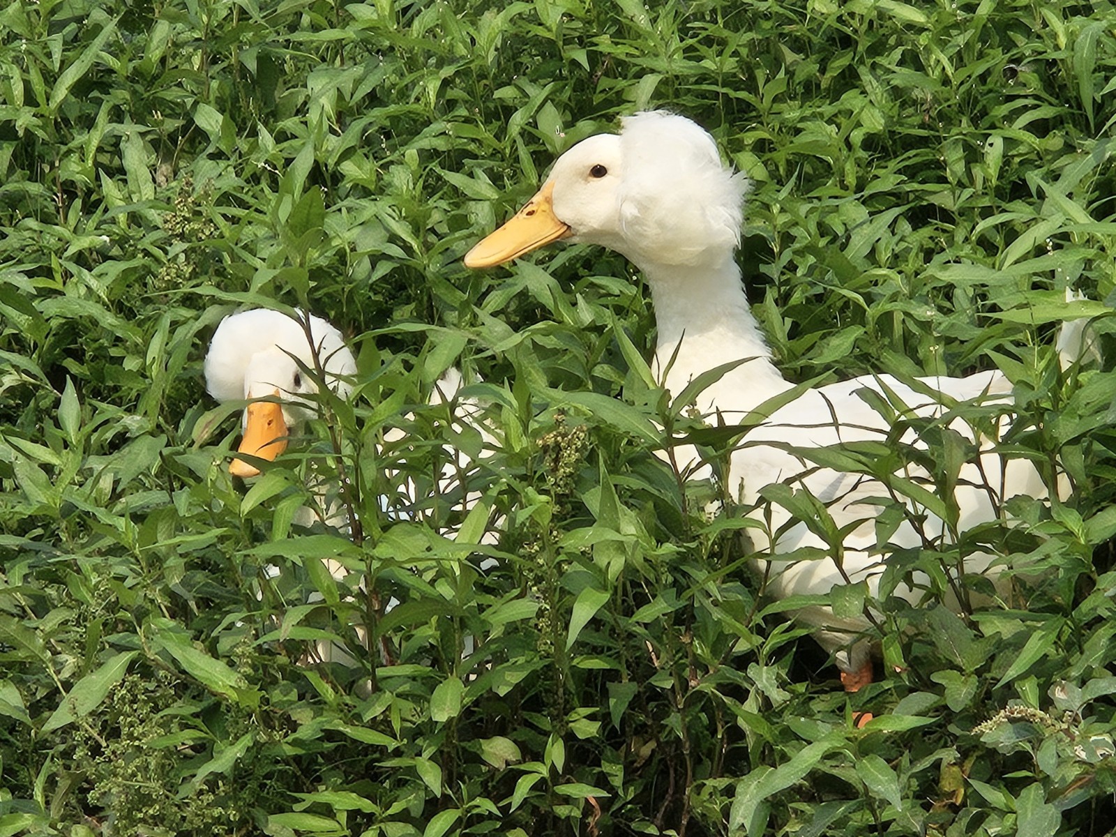 12 White Crested Duck Hatching Eggs