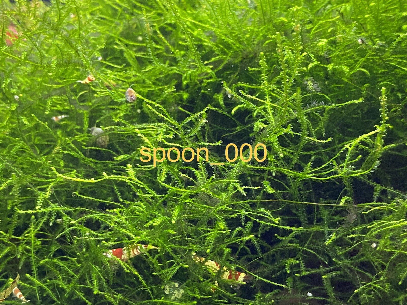 Java Moss - Live Aquarium Plant Buy 2 Get 1 Free