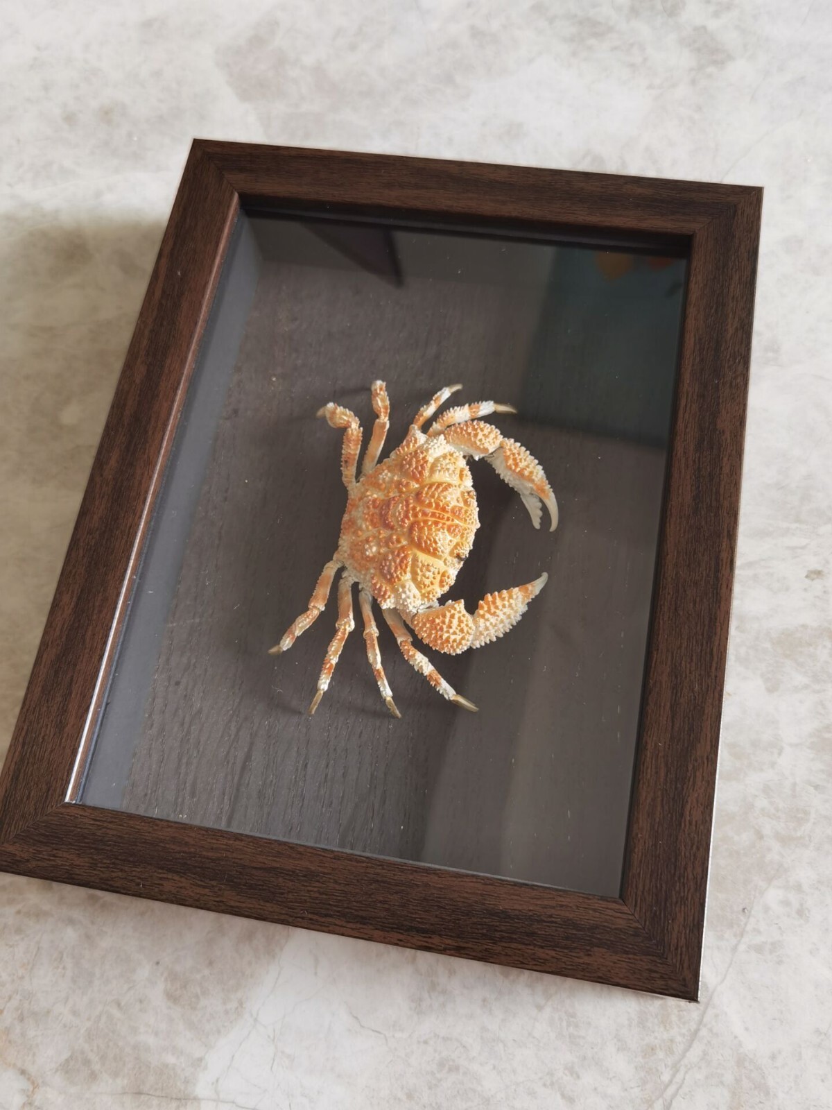 Collect Emulation Scaly Crab Statue Specimen Skeleton Animal Bone Decor