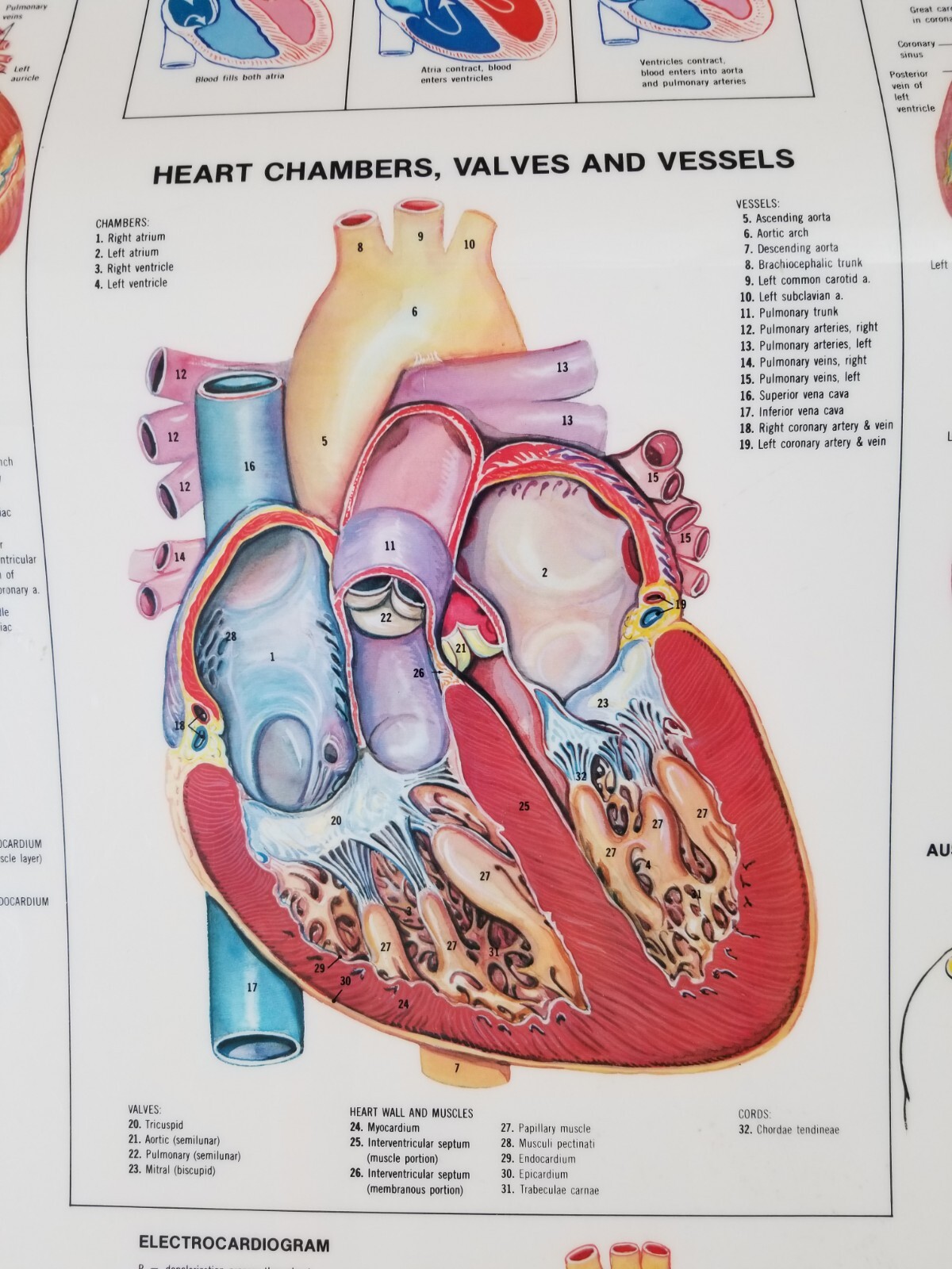 Heart Anatomical Chart - 1982 Anatomical Chart Co., Chicago, IL
