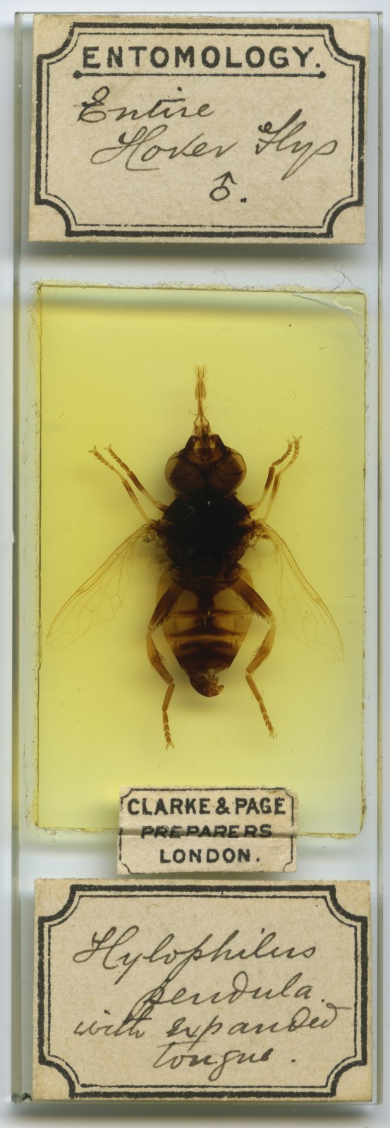 Antique Microscope slide - Clarke & Page - Hover Fly , Insect, Entomology