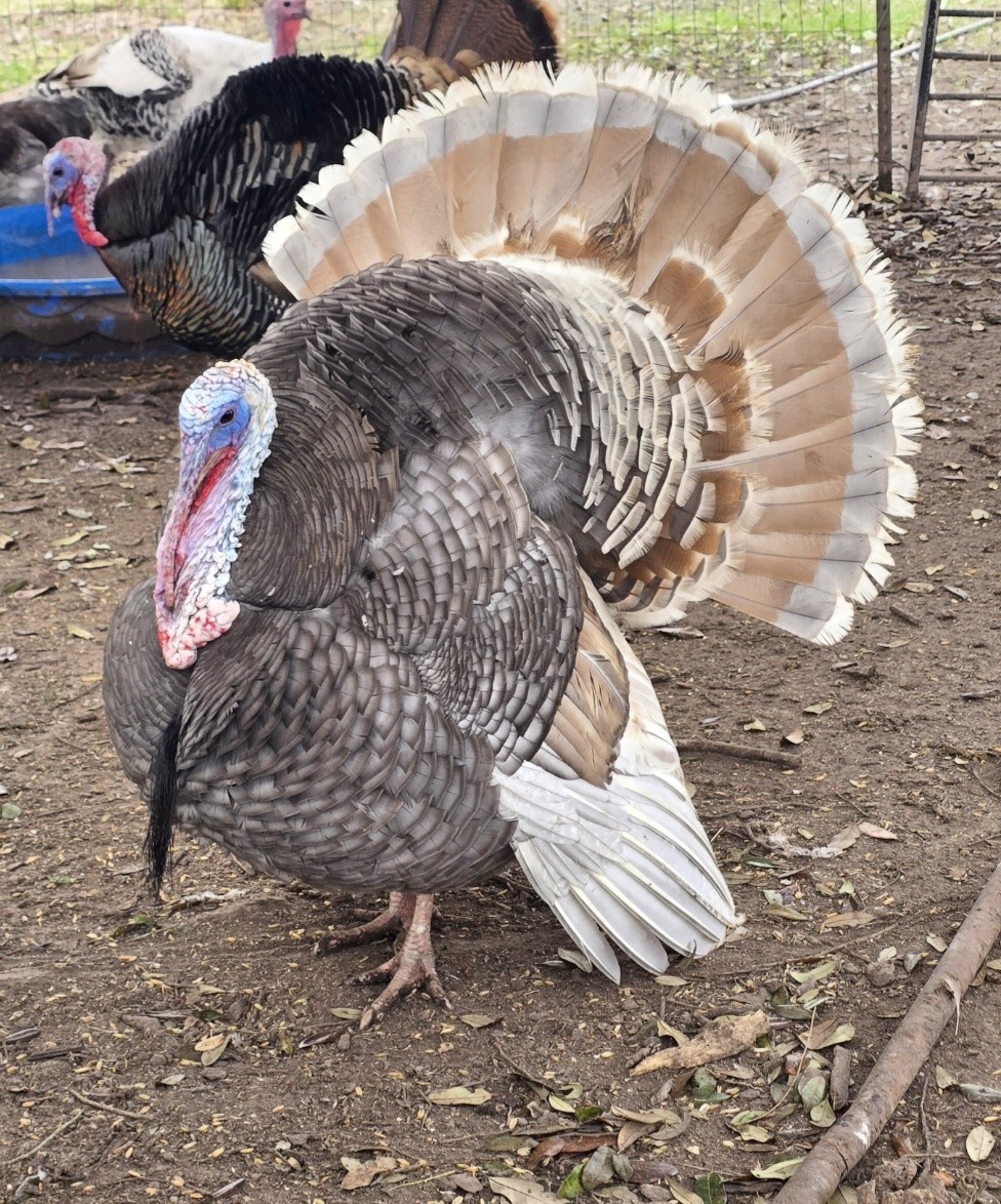 6 + Mottled Turkey Hatching Eggs Purebred