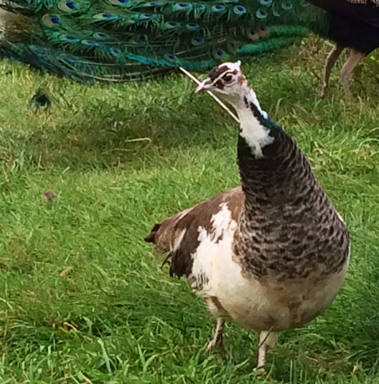 5 "MIXED VARIETY" PEACOCK / PEAFOWL HATCHING EGGS!!!!