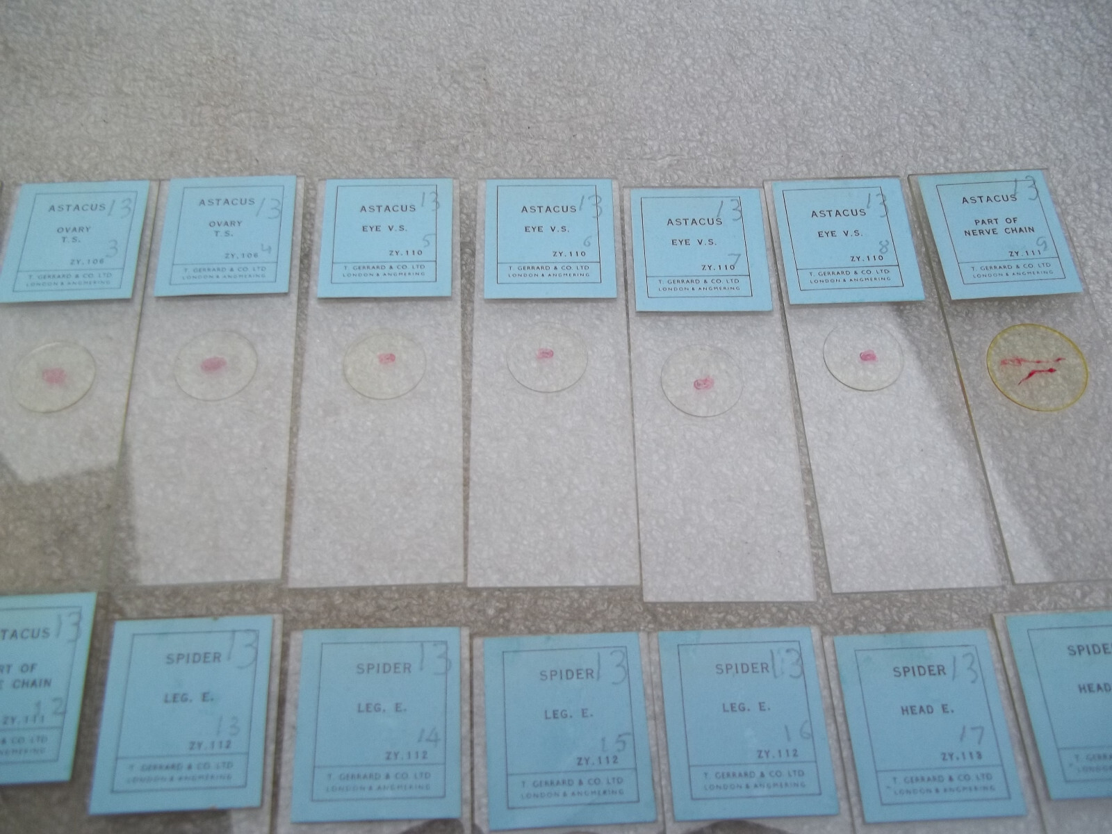 Vintage Glass Microscope Slides -