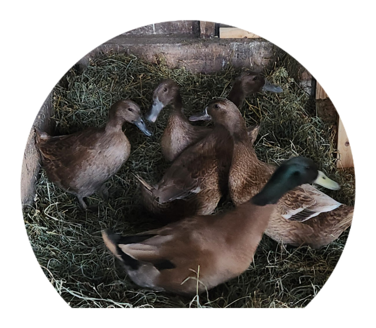 6++ Organically raised Welsh Harlequin Hatching Eggs. NPIP cert. 35-0909