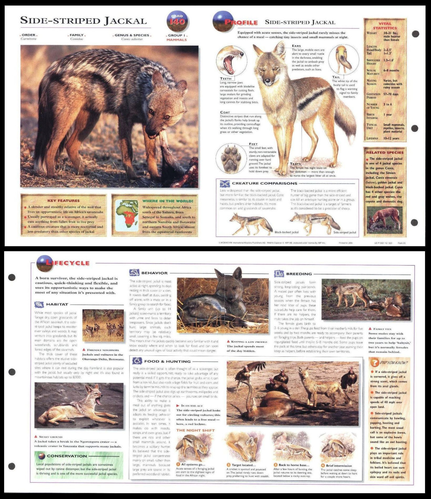 Fold-Out Sheet - Side-Striped Jackal - 140
