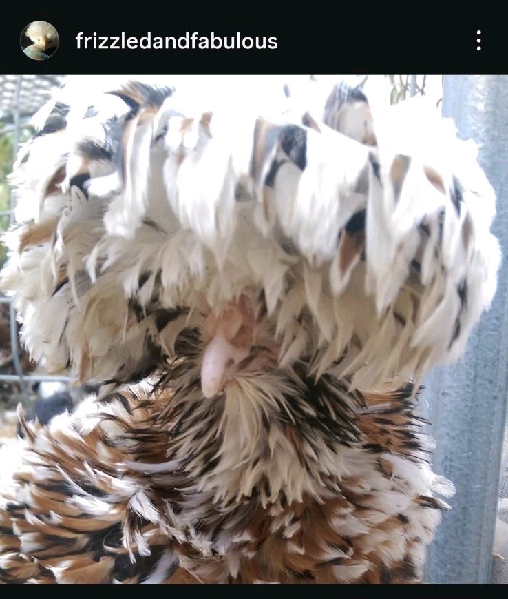 18+polish frizzle hatching eggs Npip Cert